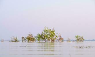 atmosfär morgon, eukalyptus träd i vatten foto