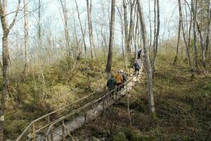 sankt petersburg ryssland - 09 23 2023 eco väg trä- gångväg, ekologisk spår väg - rutt gångvägar lagd i de skog. foto