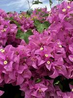 bild bougainvillea rosa foto