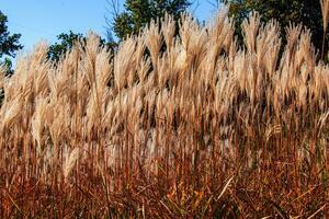 miscanthus sinensis svajar i de vind. skön lång gräs i de Sol svajar i de vind foto