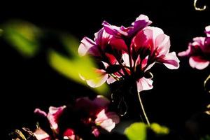 detaljer av pelargonblommor i en trädgård i Madrid, Spanien foto