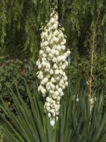 yucca i blom i andalusien, Spanien foto