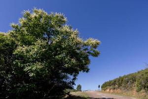 kastanjeträd i blom i el bierzo, leon, castilla y leon, spanien foto