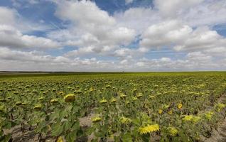 fält av solrosor i provinsen Valladolid, Castilla y Leon, Spanien foto