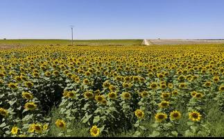 solrosfält i Valladolid-provinsen i Castilla y Leon, Spanien foto