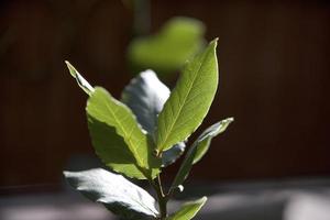 detaljer om lagerblad. Madrid, Spanien foto