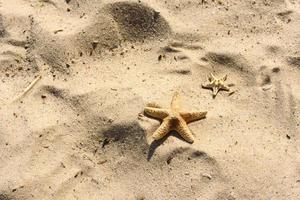 havsstjärna på sanden på havet en varm sommardag foto