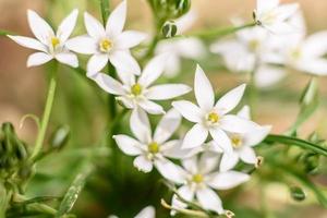 vackra vita blommor mot bakgrund av gröna växter. sommar bakgrund foto