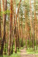 vacker skog med höga tallar utanför staden på en varm sommardag foto