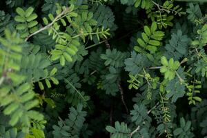 mimosa aculeaticarpa - utforska de skönhet av löv och växter foto