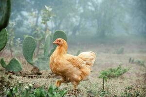 kyckling i lugn naturlig landskap foto