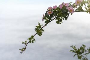 rosa nypon blommar på en suddig bakgrund av grå himmel foto