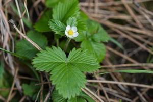 blommande jordgubbar på en bakgrund av tallnålar foto