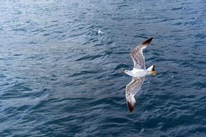 flygande vit mås på bakgrunden av det blå havet foto