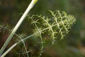 dill en aromatisk växt i provinsen Lot, Frankrike foto