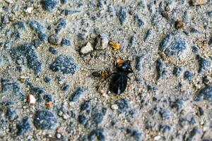röd stor myror dissekera insekter skalbaggar i Tyskland. foto