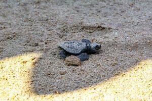 liten bebis sköldpadda krypande på sand mirissa strand sri lanka. foto