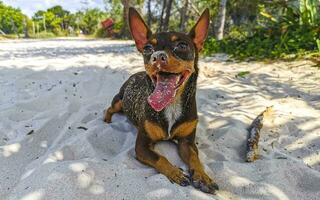 brun söt rolig hund spela lekfull på de strand Mexiko. foto