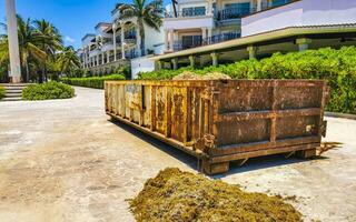 trailer behållare med hav ogräs gräs sargazo i Mexiko. foto