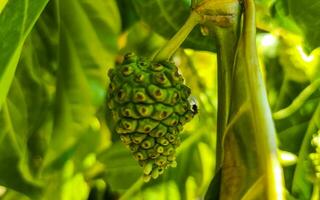 noni fruit morinda citrifolia med blommor populära bland myror mexico. foto