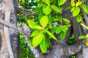 enorm skön ficus maxima fikon träd playa del carmen Mexiko. foto