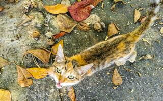 söt herrelös katt levande utanför i fri natur. foto