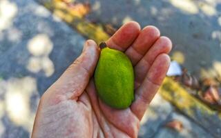 små omogen mango i hand av en mango träd. foto