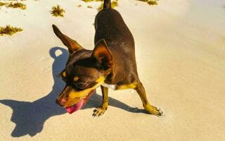 brun söt rolig hund spela lekfull på de strand Mexiko. foto