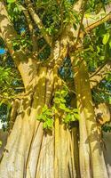 enorm skön ficus maxima fikon träd playa del carmen Mexiko. foto