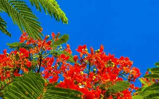 vackra tropiska lågan träd röda blommor flamboyant delonix regia mexico. foto