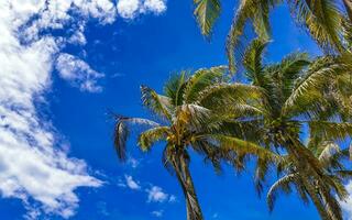 tropiska palmer kokosnötter blå himmel i tulum Mexiko. foto