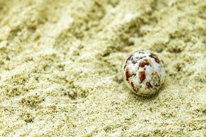 eremit krabba krabbor krypande på strand sand rasdhoo ö maldiverna. foto