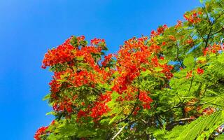vackra tropiska lågan träd röda blommor flamboyant delonix regia mexico. foto