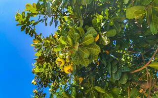 kasju träd anakardium occidentale med mogen frukt nötter i Mexiko. foto