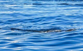 enorm val haj simmar på de vatten yta cancun Mexiko. foto