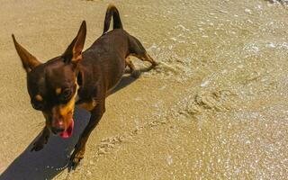 brun söt rolig hund spela lekfull på de strand Mexiko. foto