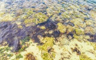 stenar stenar koraller turkos grön blå vatten på strand Mexiko. foto