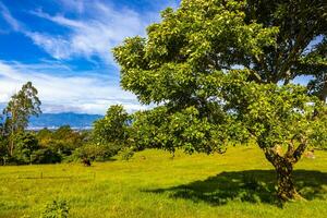 skön berg landskap stad panorama skog träd natur costa rica. foto