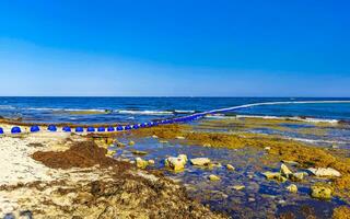 tång sargazo netto karibiska strand vatten playa del carmen Mexiko. foto