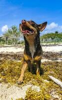 brun söt rolig hund spela lekfull på de strand Mexiko. foto