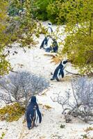 söder afrikansk pingviner koloni av glasögon pingviner pingvin cape stad. foto