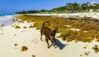 brun söt rolig hund spela lekfull på de strand Mexiko. foto