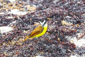 bra kiskadee gul fågel fåglar äter sargazo på strand Mexiko. foto