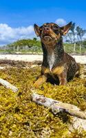 brun söt rolig hund spela lekfull på de strand Mexiko. foto