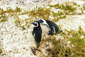 söder afrikansk pingviner koloni av glasögon pingviner pingvin cape stad. foto