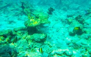 snorkling under vattnet visningar fisk koraller turkos vatten rasdhoo ö maldiverna. foto