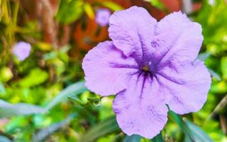 lila rosa blomma britter vild petunia mexikansk blåklocka petunia Mexiko. foto