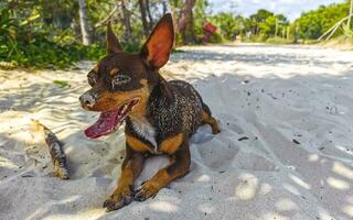 brun söt rolig hund spela lekfull på de strand Mexiko. foto