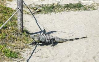 leguan på marken tulum ruiner mayan plats tempel pyramider mexico. foto