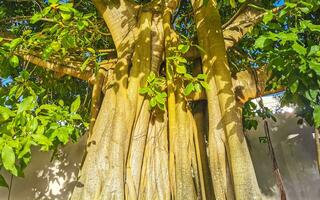 enorm skön ficus maxima fikon träd playa del carmen Mexiko. foto